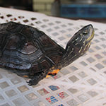 黑頸水龜