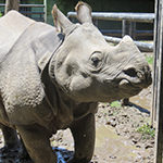 Greater One-horned Rhino (Indian Rhinoceros)